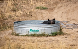 bear soaking in pool